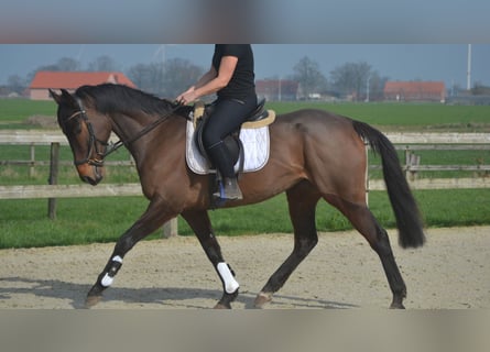 Pozostałe rasy, Klacz, 8 lat, 160 cm, Gniada