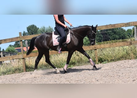 Pozostałe rasy, Klacz, 8 lat, 165 cm, Kara