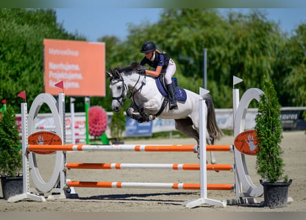 Pozostałe rasy Mix, Klacz, 9 lat, 147 cm, Siwa