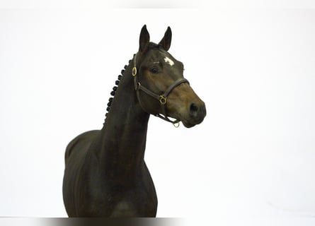 Pozostałe rasy, Ogier, 2 lat, 160 cm, Ciemnogniada