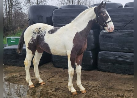 Pozostałe rasy Mix, Ogier, 2 lat, 168 cm, Srokata