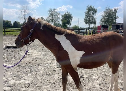 Pozostałe rasy, Ogier, 3 lat, 135 cm