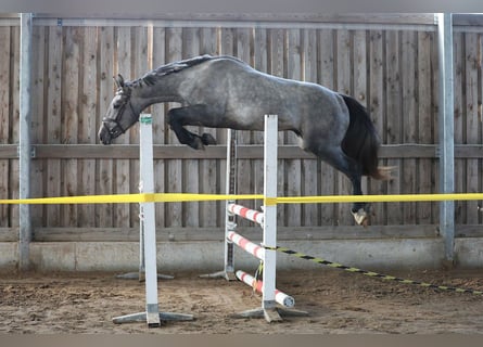 Pozostałe rasy, Ogier, 3 lat, 166 cm, Siwa