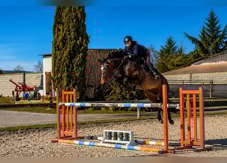 Pozostałe rasy, Ogier, 6 lat, 165 cm, Ciemnogniada