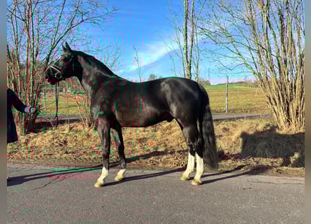 Pozostałe rasy, Ogier, 7 lat, 164 cm, Kara