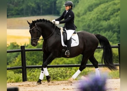 Pozostałe rasy, Ogier, 8 lat, 170 cm, Kara