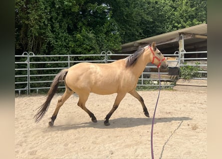 Pozostałe rasy, Wałach, 10 lat, 150 cm, Bułana