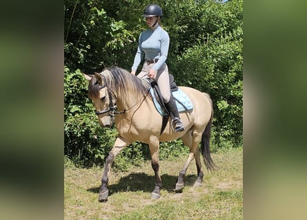 Pozostałe rasy, Wałach, 10 lat, 150 cm, Bułana