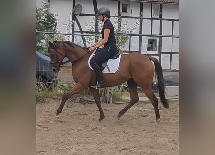 Pozostałe rasy, Wałach, 11 lat, 162 cm, Gniada