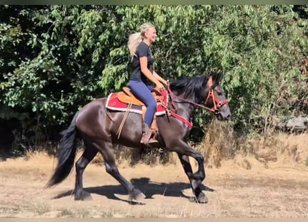 Pozostałe rasy, Wałach, 3 lat, 161 cm, Kara