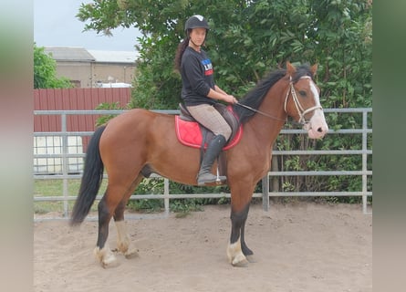 Pozostałe rasy Mix, Wałach, 4 lat, 155 cm, Gniada