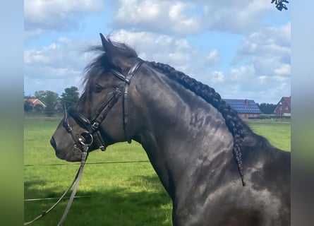 Pozostałe rasy, Wałach, 5 lat, 155 cm, Kara