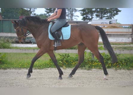 Pozostałe rasy, Wałach, 5 lat, 167 cm, Gniada
