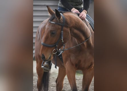 Pozostałe rasy, Wałach, 6 lat, 158 cm, Gniada