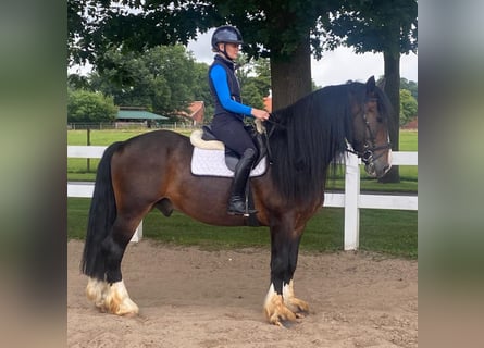 Pozostałe rasy, Wałach, 7 lat, 160 cm, Gniada