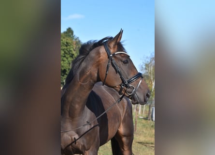 Pozostałe rasy, Wałach, 7 lat, 170 cm, Ciemnogniada