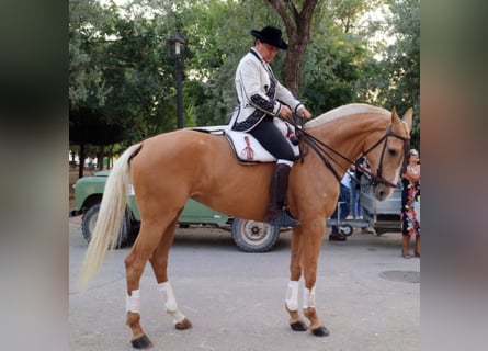 Pozostałe rasy, Klacz, 12 lat, 171 cm, Izabelowata