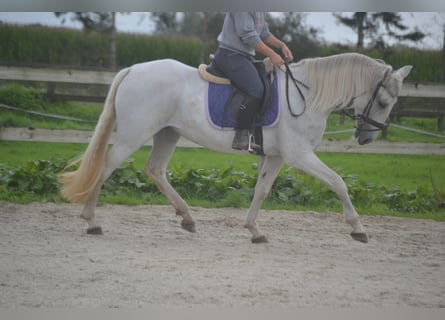 Pozostałe rasy, Klacz, 16 lat, 154 cm, Siwa