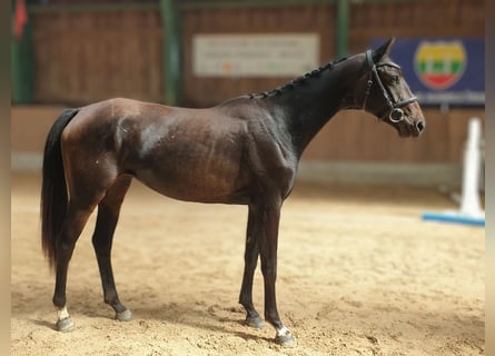 Pozostałe rasy, Klacz, 2 lat, 156 cm, Gniada