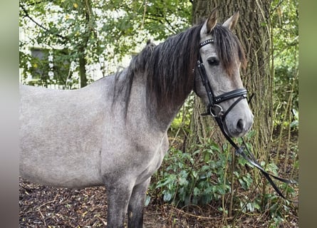 Pozostałe rasy, Klacz, 3 lat, 146 cm, Siwa