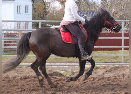 Pozostałe rasy, Klacz, 7 lat, 155 cm, Kara