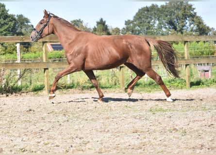 Pozostałe rasy, Klacz, 7 lat, 162 cm, Kasztanowata