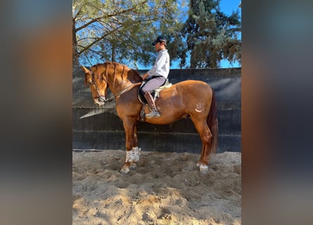 Pozostałe rasy Mix, Ogier, 14 lat, 170 cm, Ciemnokasztanowata