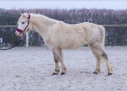 Pozostałe rasy, Wałach, 4 lat, 112 cm, Siwa