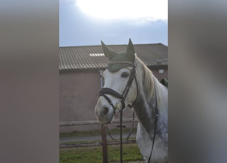 Pozostałe rasy, Wałach, 5 lat, 161 cm, Siwa