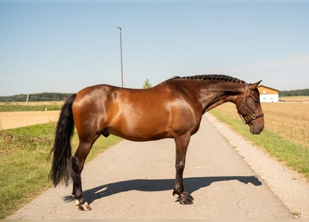 PRE, Caballo castrado, 10 años, 155 cm, Castaño oscuro