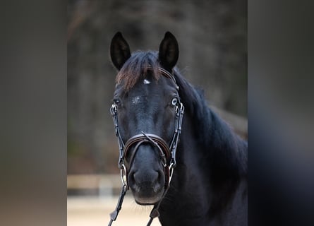 PRE Mestizo, Caballo castrado, 10 años, 155 cm, Negro