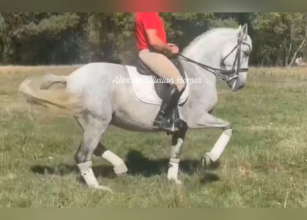 PRE Mestizo, Caballo castrado, 10 años, 160 cm, White/Blanco