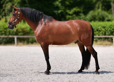PRE Mestizo, Caballo castrado, 10 años, 162 cm, Castaño