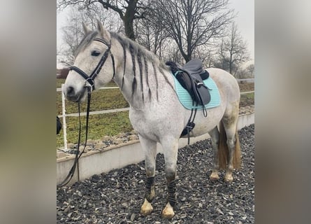 PRE Mestizo, Caballo castrado, 10 años, 162 cm, Tordo