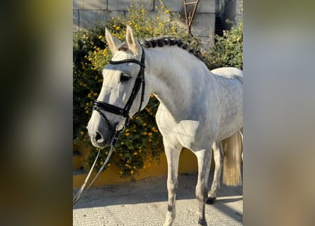 PRE Mestizo, Caballo castrado, 10 años, 162 cm, Tordo rodado