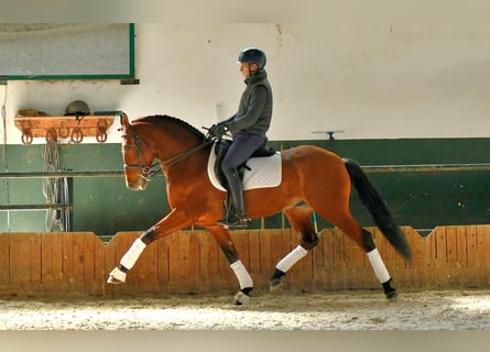 PRE Mestizo, Caballo castrado, 10 años, 163 cm, Castaño