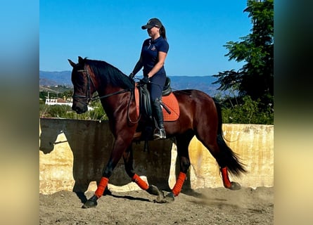 PRE Mestizo, Caballo castrado, 10 años, 163 cm, Castaño oscuro