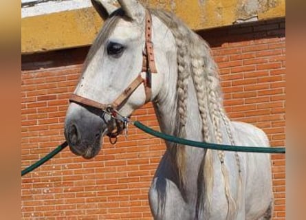 PRE Mestizo, Caballo castrado, 10 años, 164 cm, Tordo