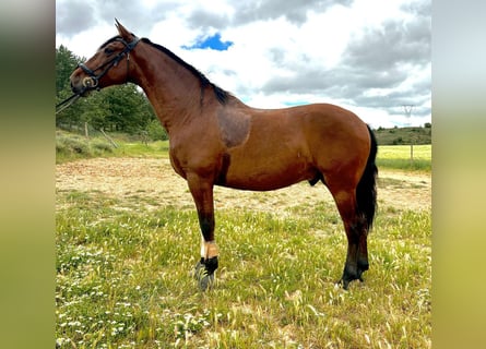 PRE Mestizo, Caballo castrado, 10 años, 167 cm, Castaño