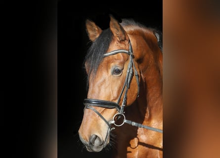 PRE Mestizo, Caballo castrado, 10 años, 167 cm, Castaño