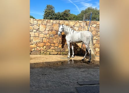 PRE, Caballo castrado, 10 años, 167 cm, Tordo
