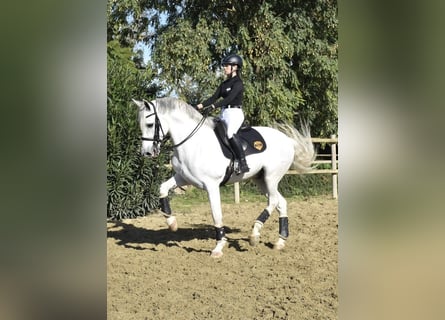 PRE Mestizo, Caballo castrado, 10 años, 170 cm, Tordo
