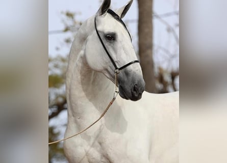 PRE, Caballo castrado, 10 años, 171 cm, Tordo
