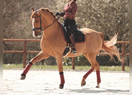 PRE Mestizo, Caballo castrado, 10 años, 172 cm, Alazán