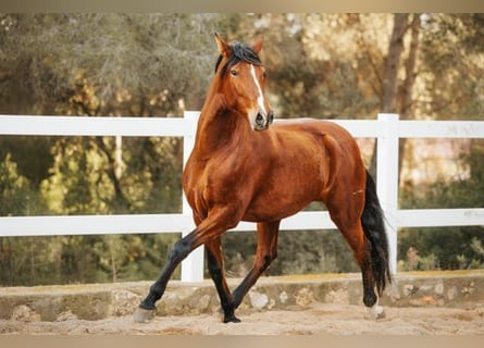 PRE, Caballo castrado, 10 años, 174 cm, Castaño