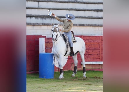 PRE, Caballo castrado, 11 años, 157 cm, Tordo