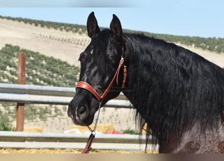 PRE, Caballo castrado, 11 años, 158 cm, Negro