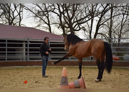 PRE, Caballo castrado, 11 años, 160 cm, Bayo
