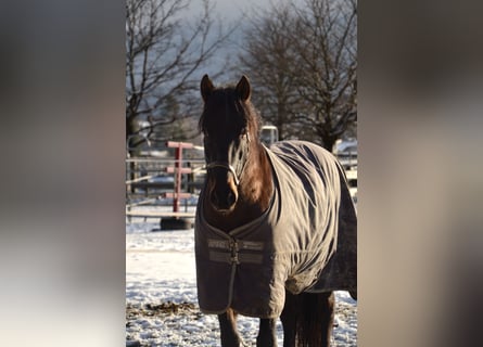 PRE Mestizo, Caballo castrado, 11 años, 160 cm, Castaño oscuro