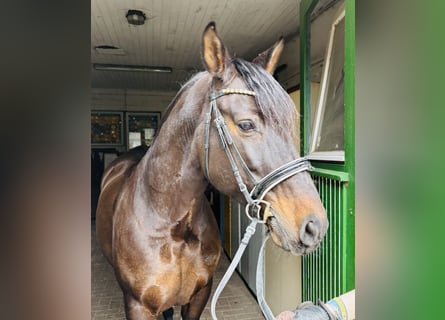 PRE Mestizo, Caballo castrado, 11 años, 162 cm, Castaño oscuro